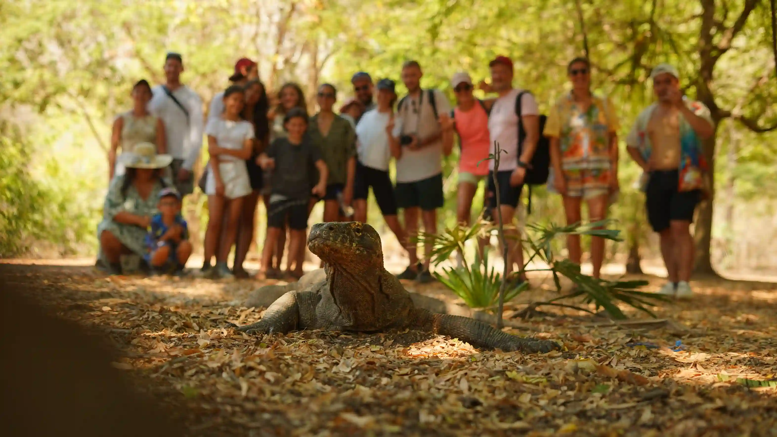 A ranger-guided group watching a Komodo dragon on Rinca
