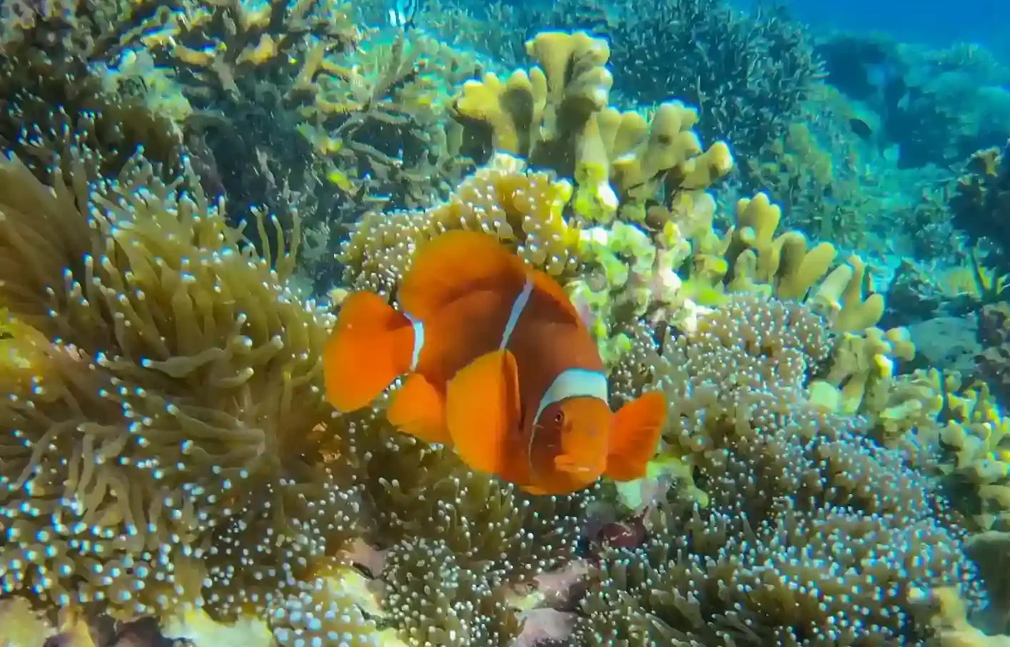 Best Snorkeling Spots Around Komodo