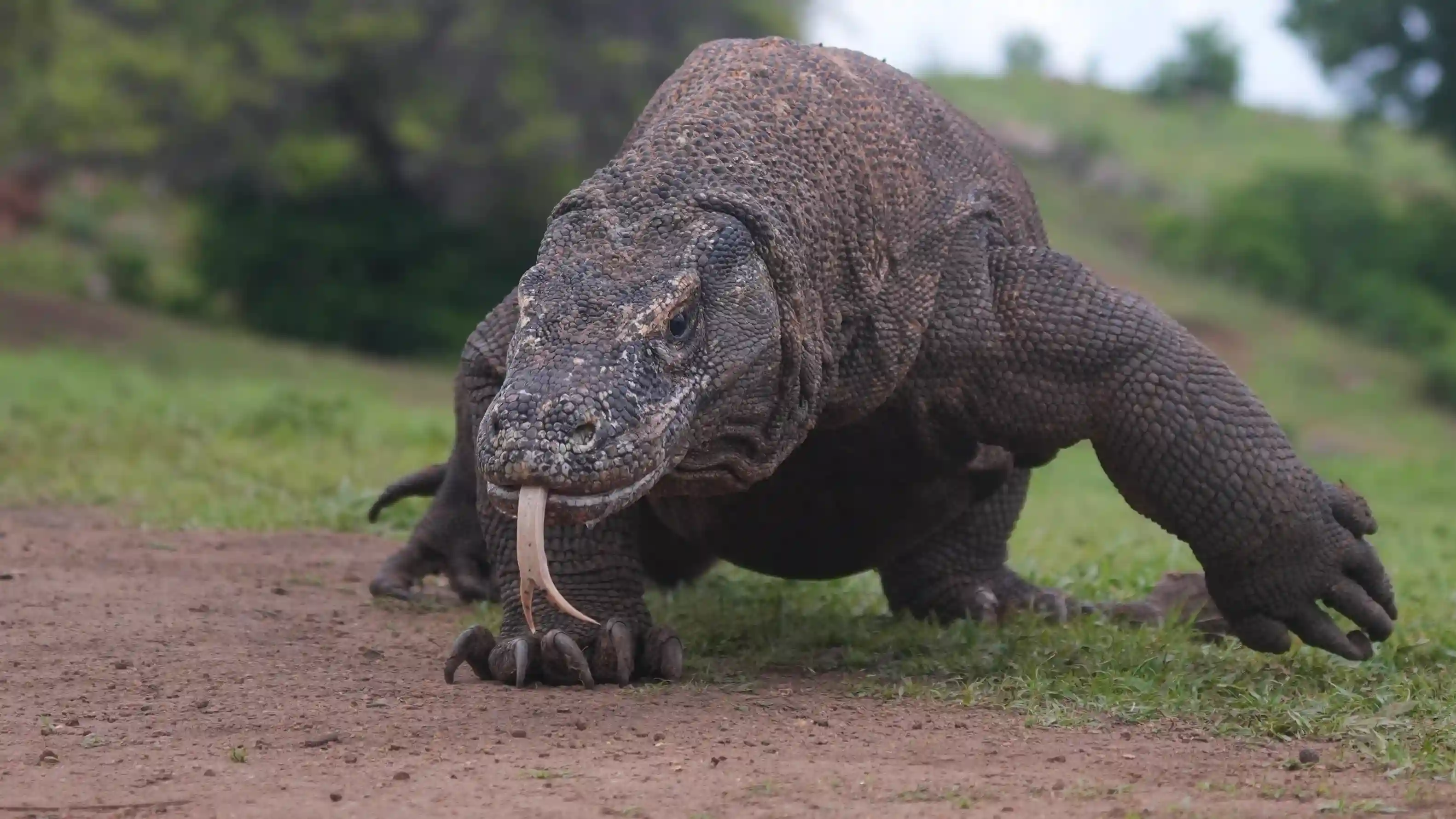 Komodo National Park 2026: Complete Visitor Guide